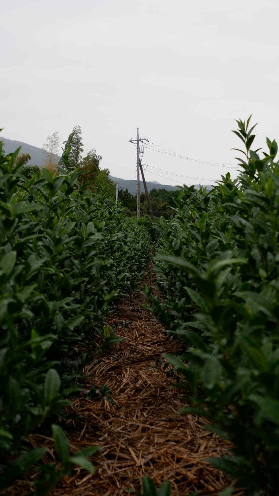 Shizuoka Hojicha Loose Tea Leaves