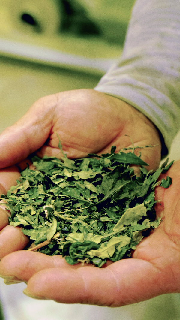 Tea farmer